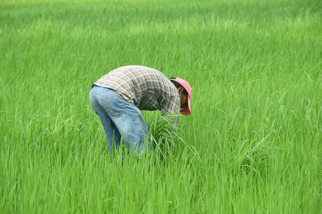 découvrez le métier de farmer : un professionnel dédié à l'agriculture, à la culture des terres et à l'élevage pour produire des aliments de qualité.