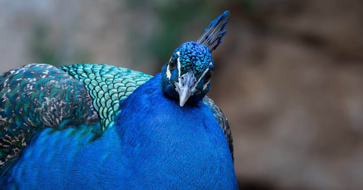 découvrez l'importance de la biodiversité pour notre écosystème et notre avenir. explorez les différentes espèces, leurs habitats et les efforts de conservation nécessaires pour protéger notre planète. apprenez comment chacun peut contribuer à la préservation de la biodiversité pour les générations futures.