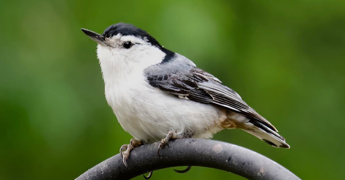 découvrez la richesse de la biodiversité, un équilibre essentiel pour la santé de notre planète. explorez les écosystèmes, les espèces menacées et les initiatives de conservation pour préserver notre environnement.