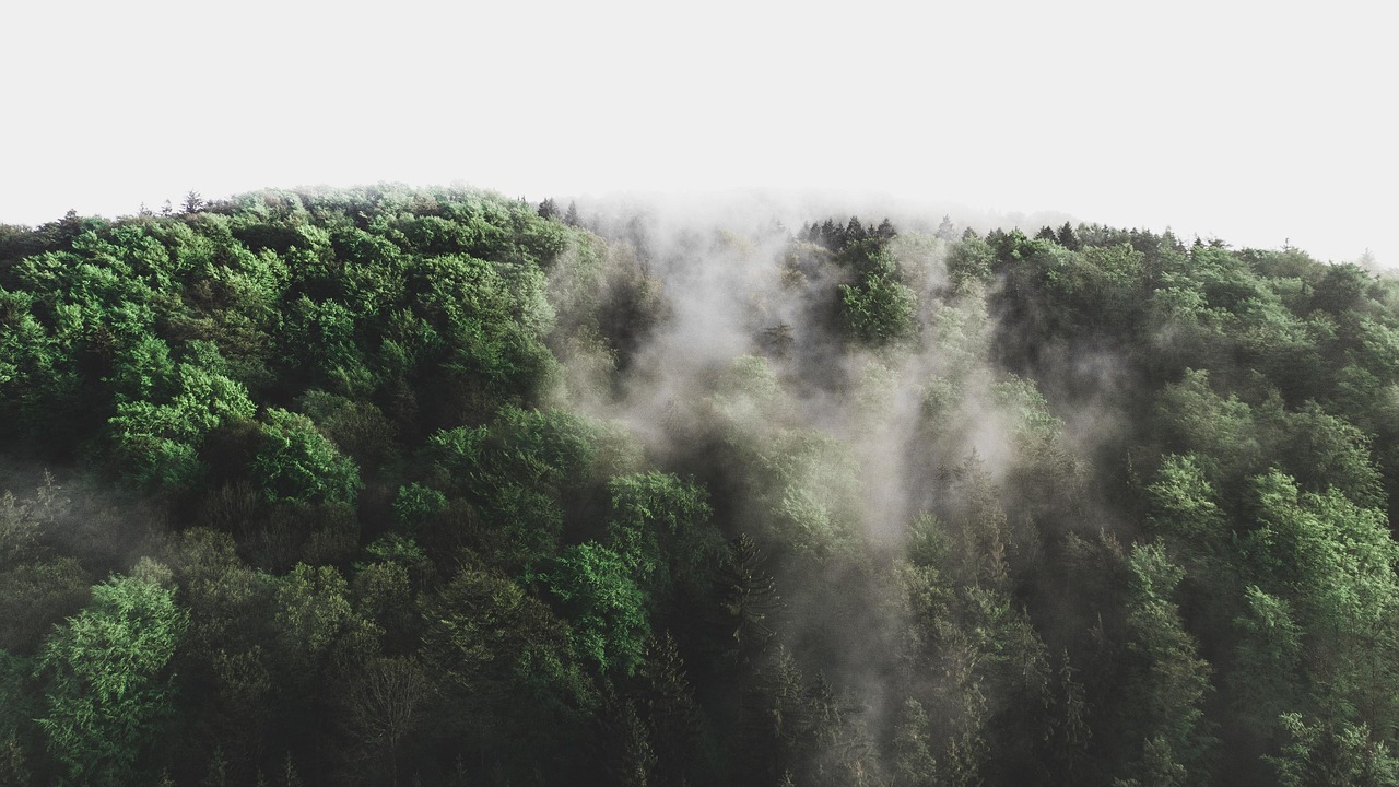 découvrez des informations essentielles sur l'environnement, les enjeux écologiques et les actions pour protéger notre planète.