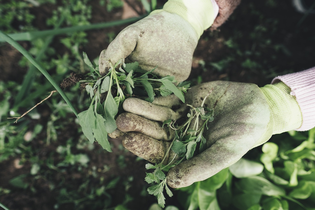 découvrez les erreurs courantes dans l'entretien des plantes et apprenez comment les éviter pour garantir la santé et la beauté de vos végétaux.