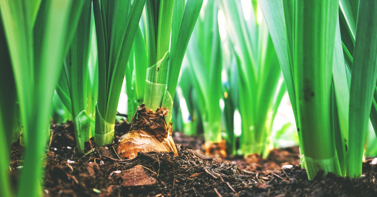 découvrez les enjeux et les pratiques de l'agriculture durable, une approche respectueuse de l'environnement qui vise à optimiser la production agricole tout en préservant les ressources naturelles pour les générations futures.