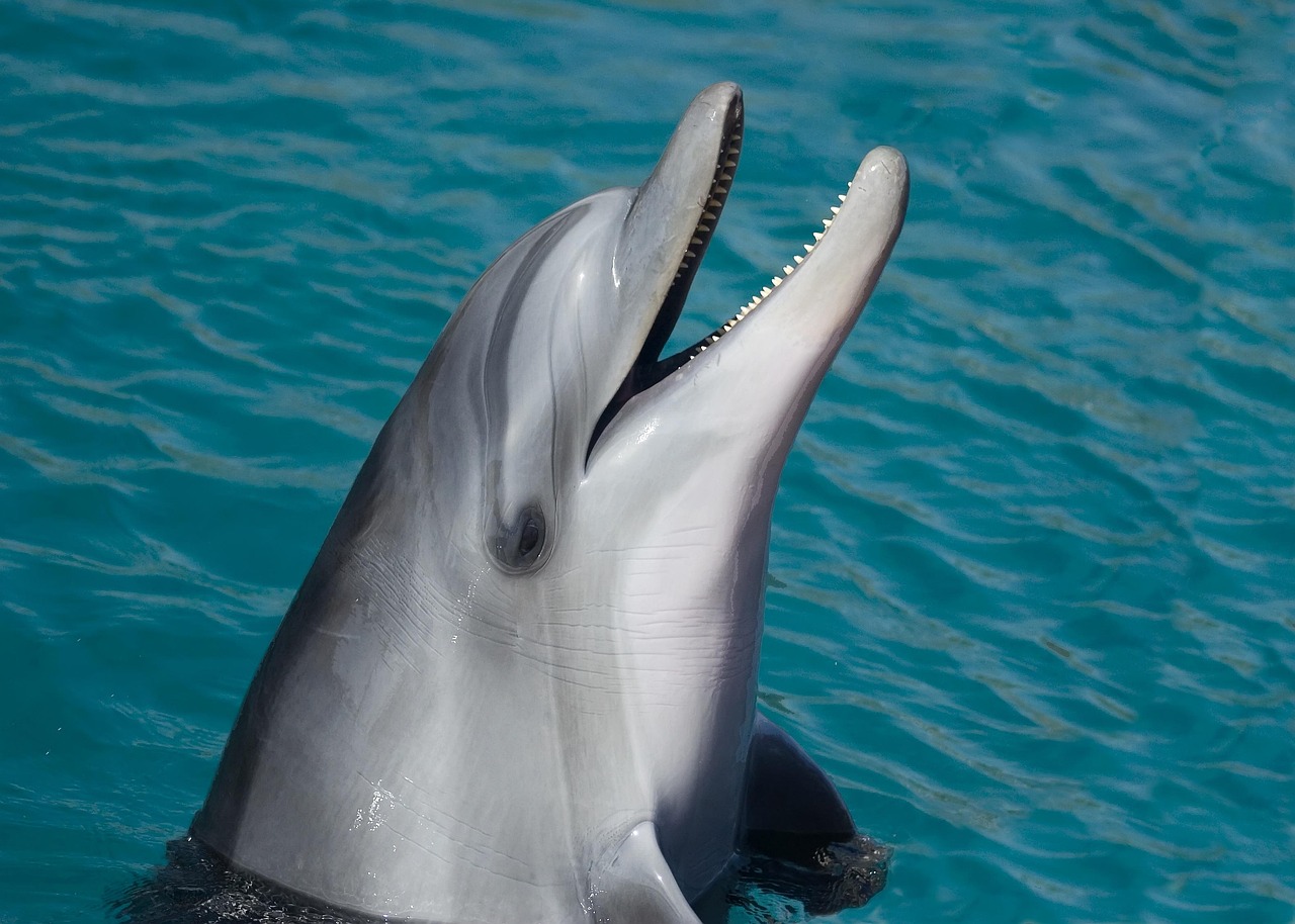 découvrez la beauté et la diversité des océans, leurs écosystèmes fascinants et leur importance vitale pour notre planète.