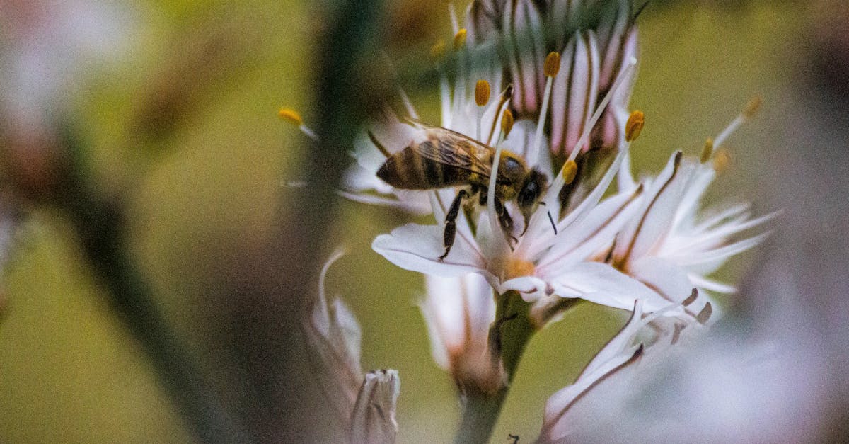 découvrez l'importance de la biodiversité pour notre planète. explorez les différentes espèces, leurs habitats naturels et les actions à entreprendre pour préserver la richesse de la vie sur terre.