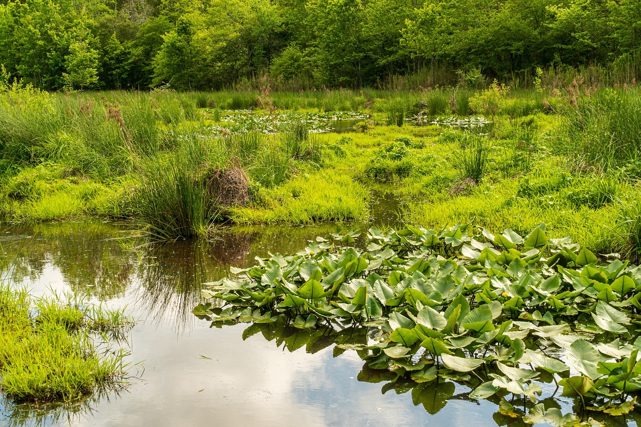 découvrez des conseils pratiques et des stratégies efficaces pour la conservation de l'eau, afin de préserver cette ressource précieuse et protéger l'environnement.