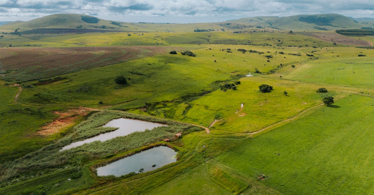 explorez la biodiversité, un concept crucial qui englobe la variété des formes de vie sur terre. découvrez son importance pour l'équilibre des écosystèmes, son rôle dans la santé humaine et les actions nécessaires pour la préserver face aux menaces environnementales.