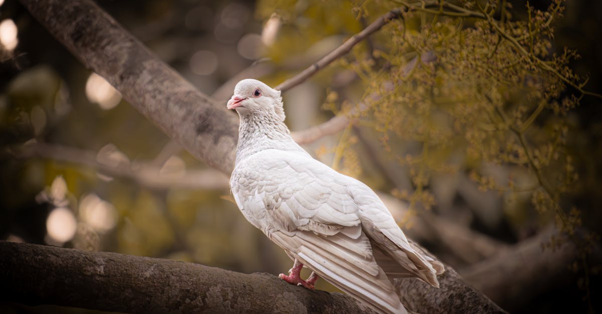 découvrez l'importance de la biodiversité pour notre environnement et notre avenir. apprenez comment préserver les écosystèmes et soutenir la diversité des espèces pour garantir un équilibre naturel essentiel.