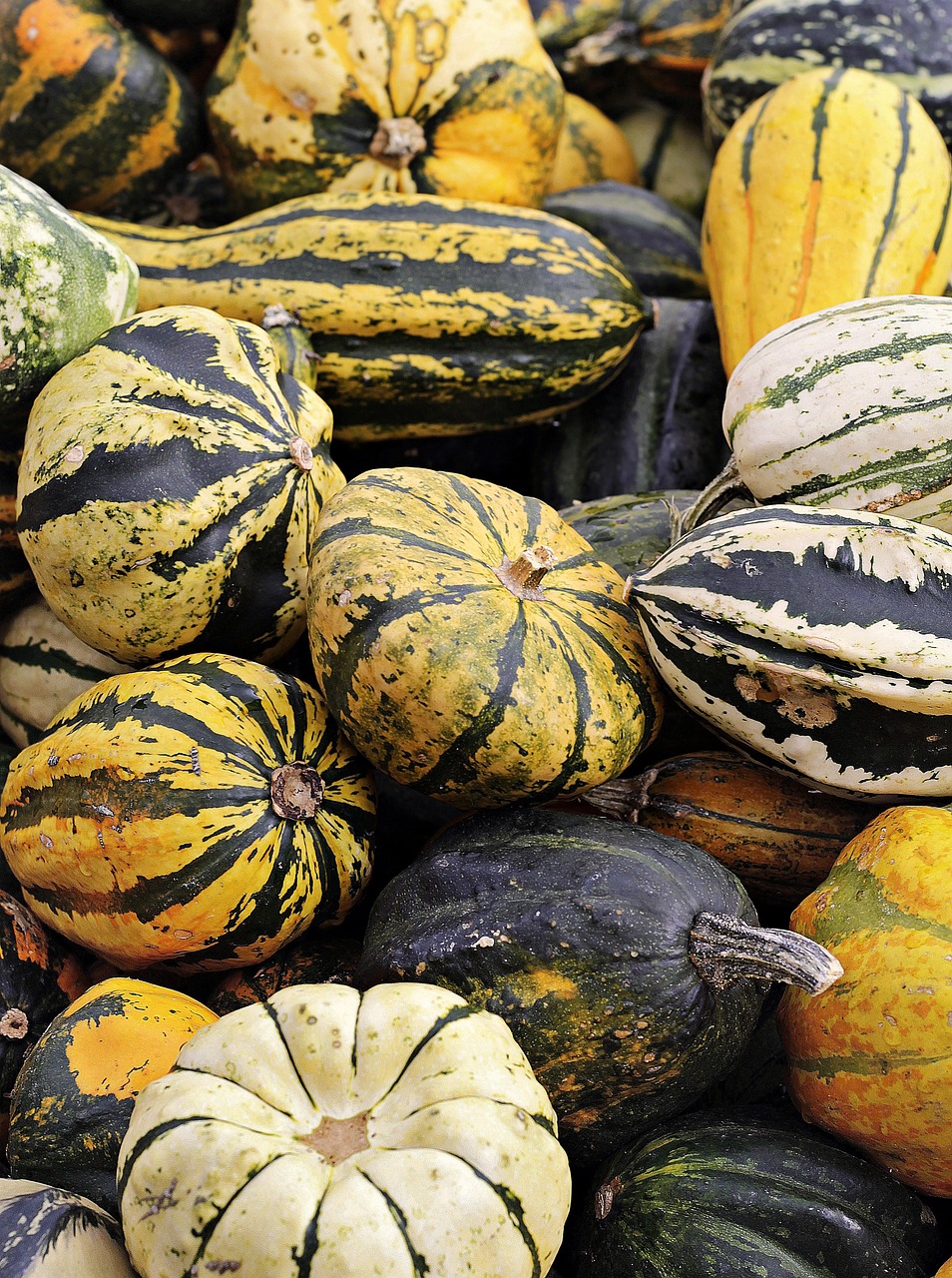 découvrez les pratiques et innovations de l'agriculture pour une production durable et respectueuse de l'environnement.