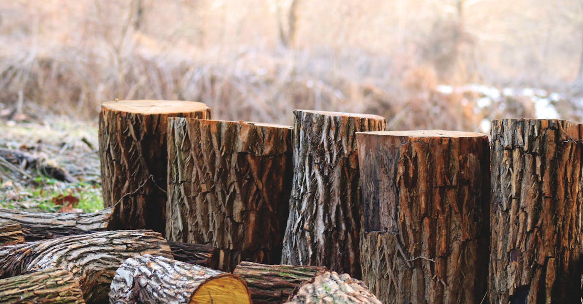 découvrez l'importance des ressources naturelles dans notre environnement et leur rôle clé dans le développement durable. explorez les différents types de ressources, leur gestion responsable et leur impact sur notre avenir.
