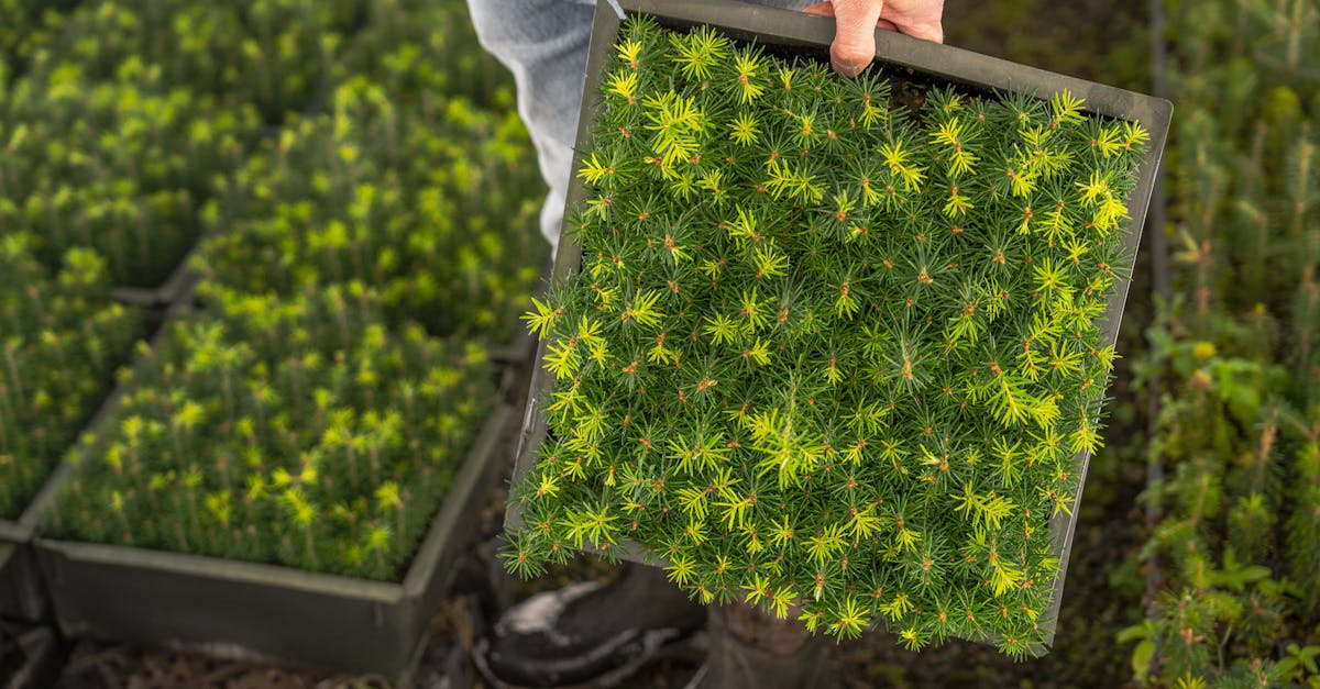 découvrez les pratiques de l'agriculture durable qui préservent l'environnement tout en optimisant la production alimentaire. apprenez comment concilier rentabilité et respect des ressources naturelles pour un avenir plus vert.