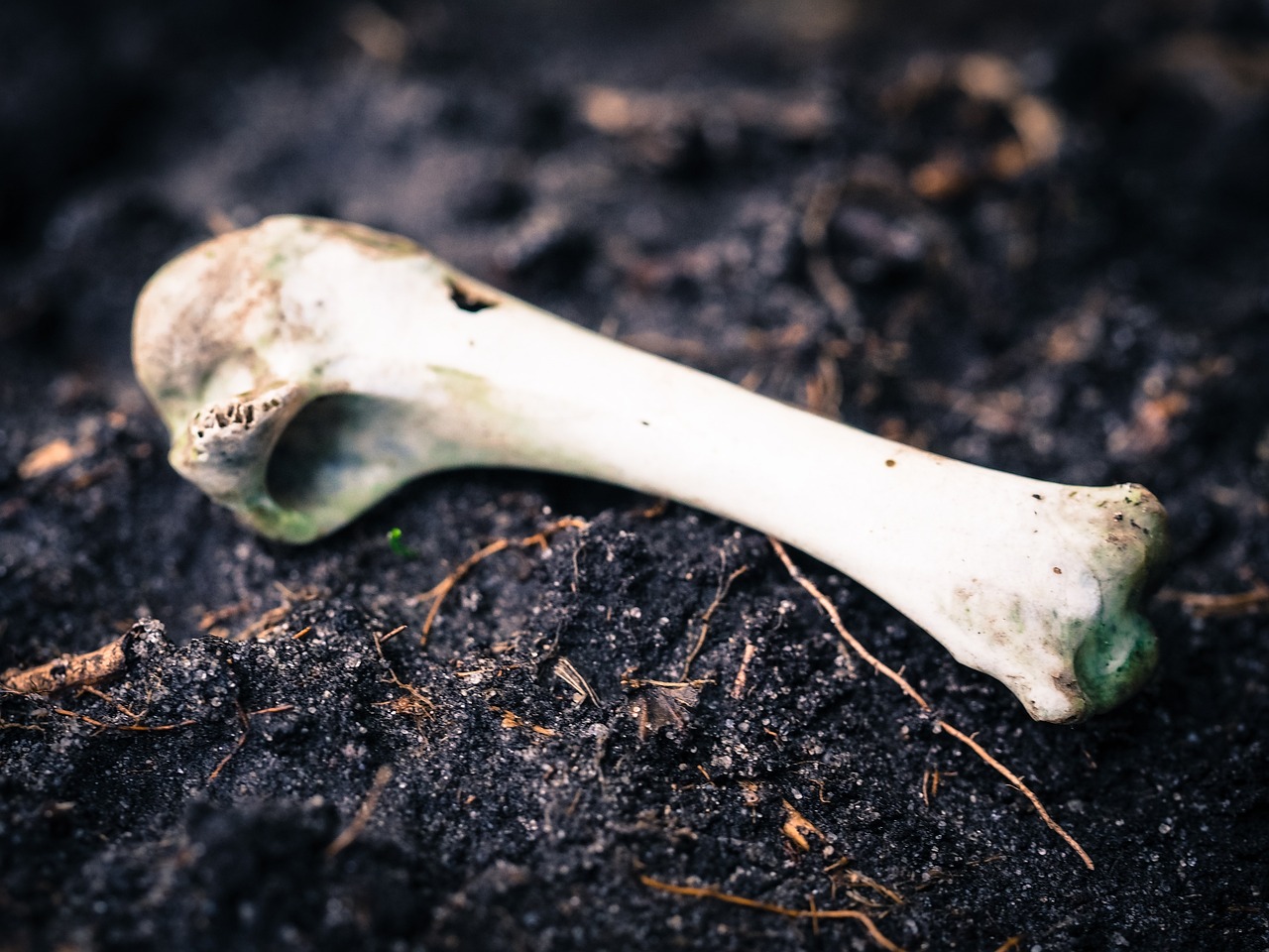 découvrez l'impact environnemental de l'alimentation et comment vos choix alimentaires peuvent contribuer à un avenir plus durable.