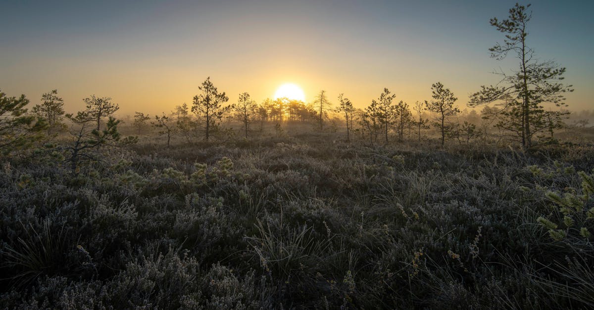 découvrez des stratégies efficaces de réduction des impacts climatiques grâce à des solutions de mitigation. apprenez comment agir pour un avenir durable et préserver notre planète.