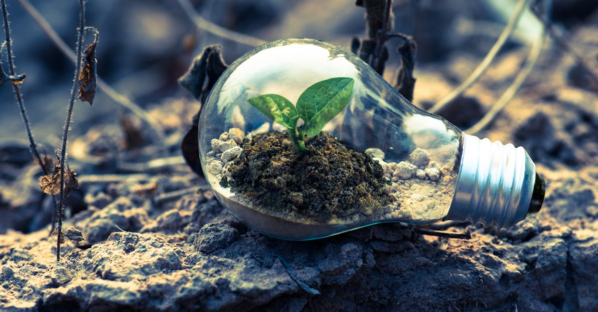 découvrez les clés de la durabilité et comment adopter un mode de vie éco-responsable. explorez des solutions innovantes pour préserver notre planète tout en répondant à nos besoins actuels. rejoignez le mouvement pour un avenir durable.