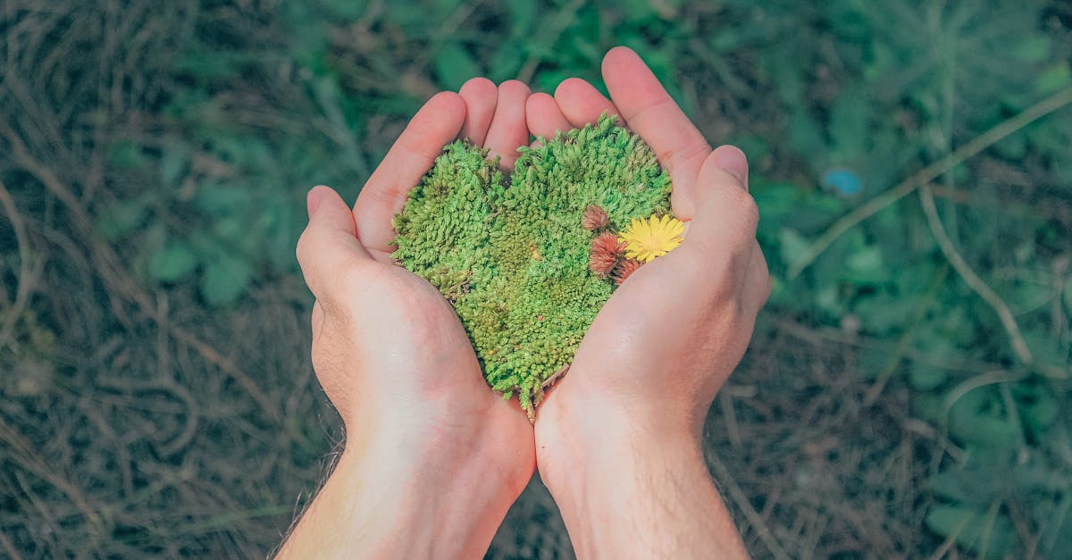 découvrez les enjeux de la durabilité : une approche essentielle pour un avenir respectueux de l'environnement, alliant innovation, responsabilité sociale et préservation des ressources naturelles.