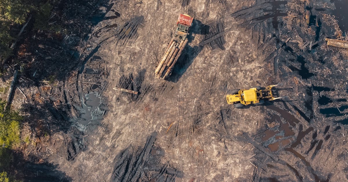 découvrez l'impact de la déforestation sur notre planète, ses causes, ses conséquences environnementales et sociales, ainsi que les solutions pour préserver nos forêts et lutter contre le changement climatique.