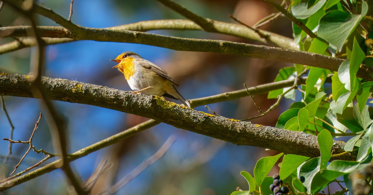 découvrez l'importance de la biodiversité pour notre planète et notre avenir. explorez les écosystèmes, les espèces en danger et les actions à entreprendre pour préserver la richesse de la vie sur terre.