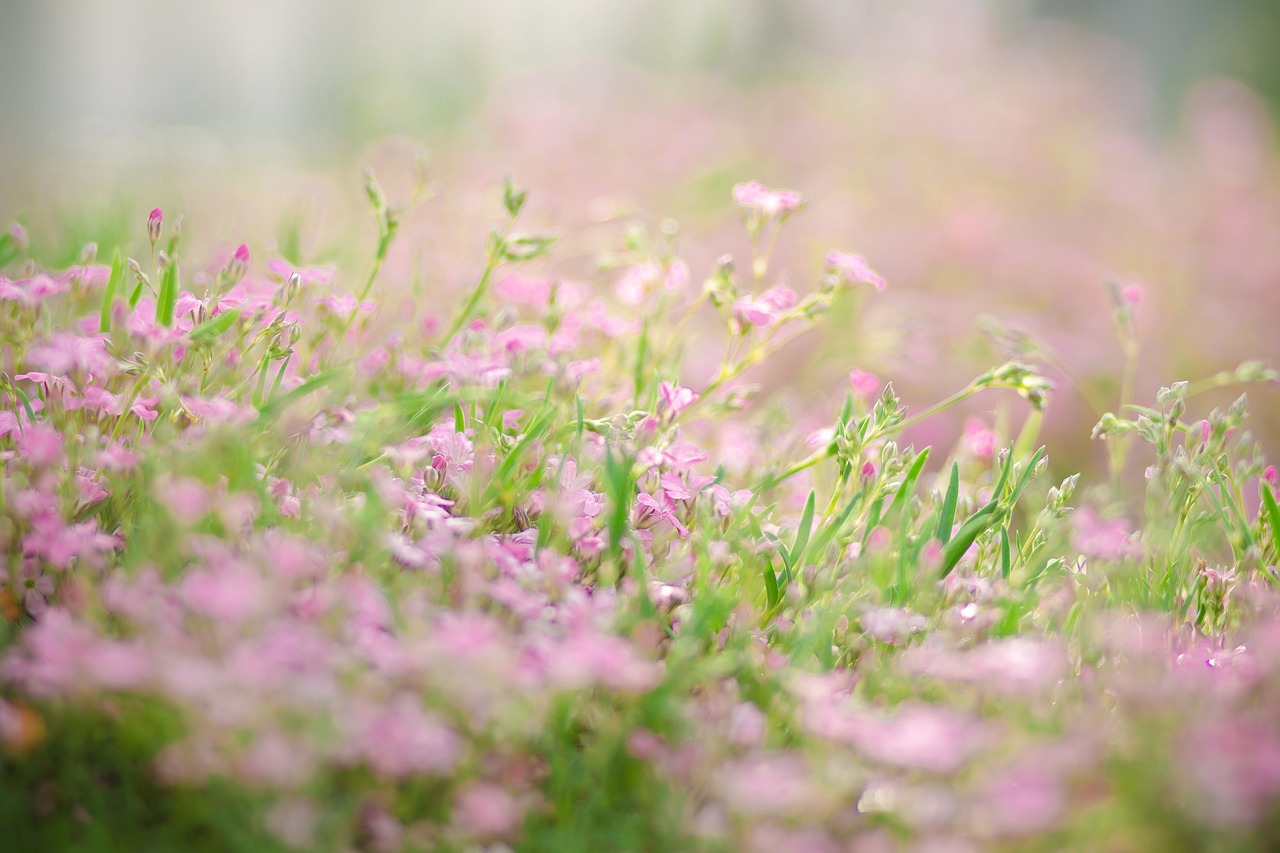 découvrez nos solutions efficaces pour le contrôle et l'élimination de la mousse afin de protéger vos surfaces et préserver la beauté de votre jardin.