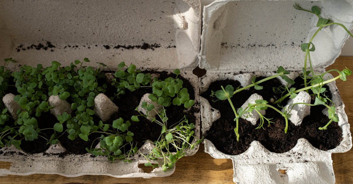découvrez des stratégies efficaces de réduction des déchets pour un mode de vie plus durable. apprenez à minimiser votre impact environnemental tout en faisant des choix responsables au quotidien.