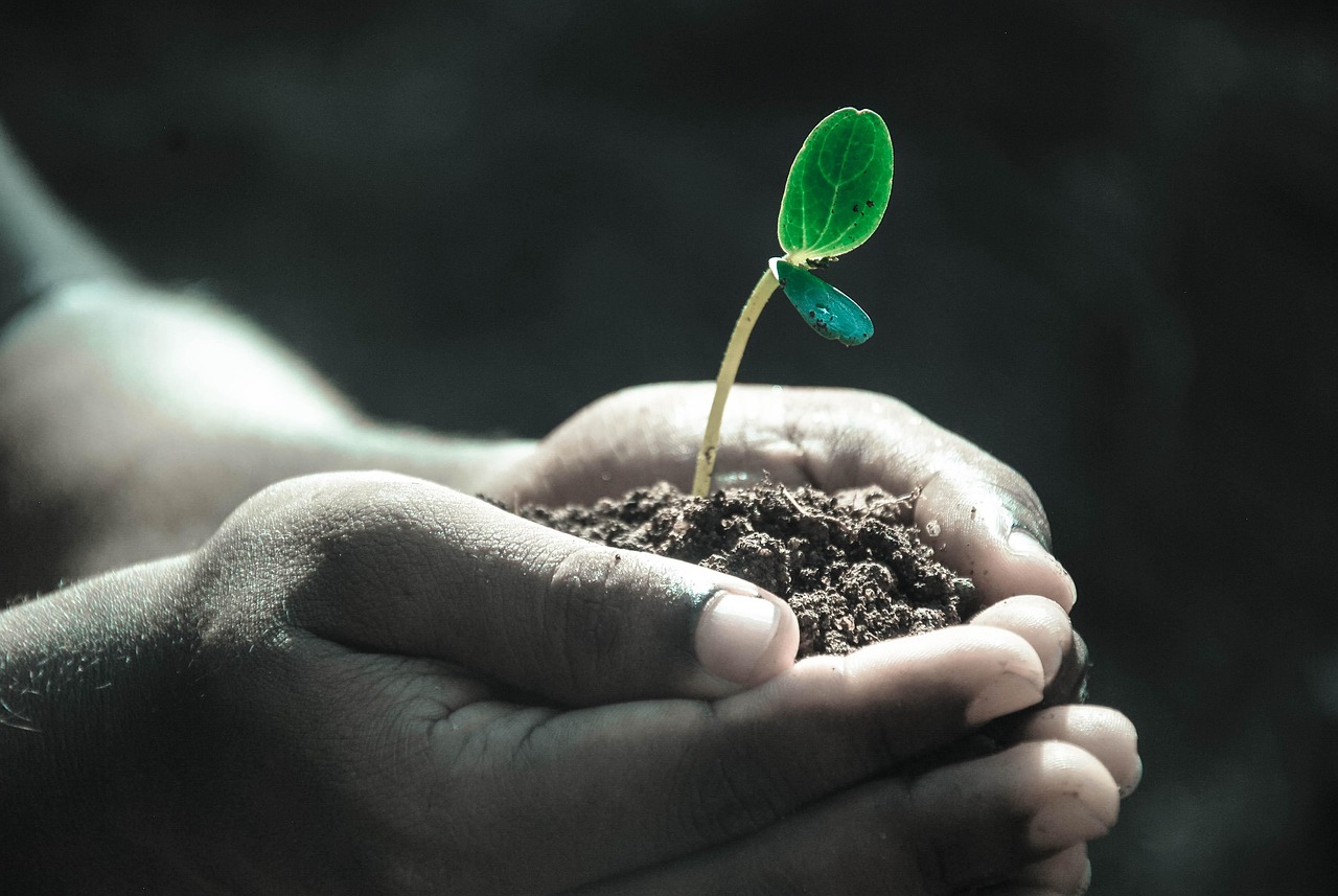 Ce geste que vous faites pour vos plantes pourrait en réalité les affaiblir jour après jour – découvrez pourquoi