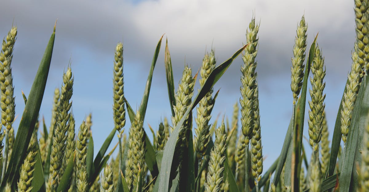 Bioéconomie : Une voie durable pour l’avenir de nos ressources naturelles