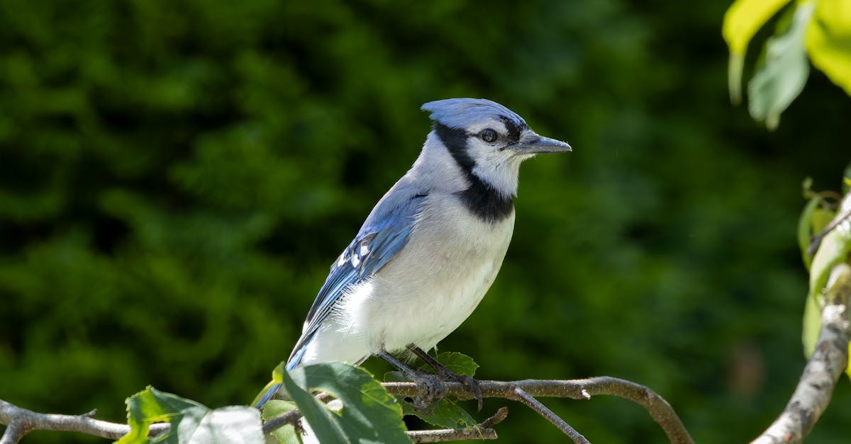 Reconstituer la biodiversité : stratégies efficaces pour restaurer nos écosystèmes