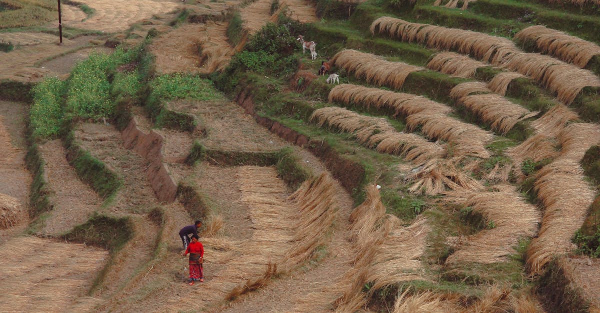 Agriculture régénérative : vers une pratique durable et bénéfique pour l’environnement