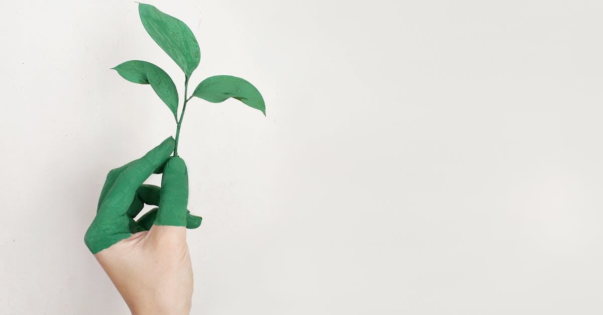 Produits à faible impact : des choix durables pour un avenir responsable