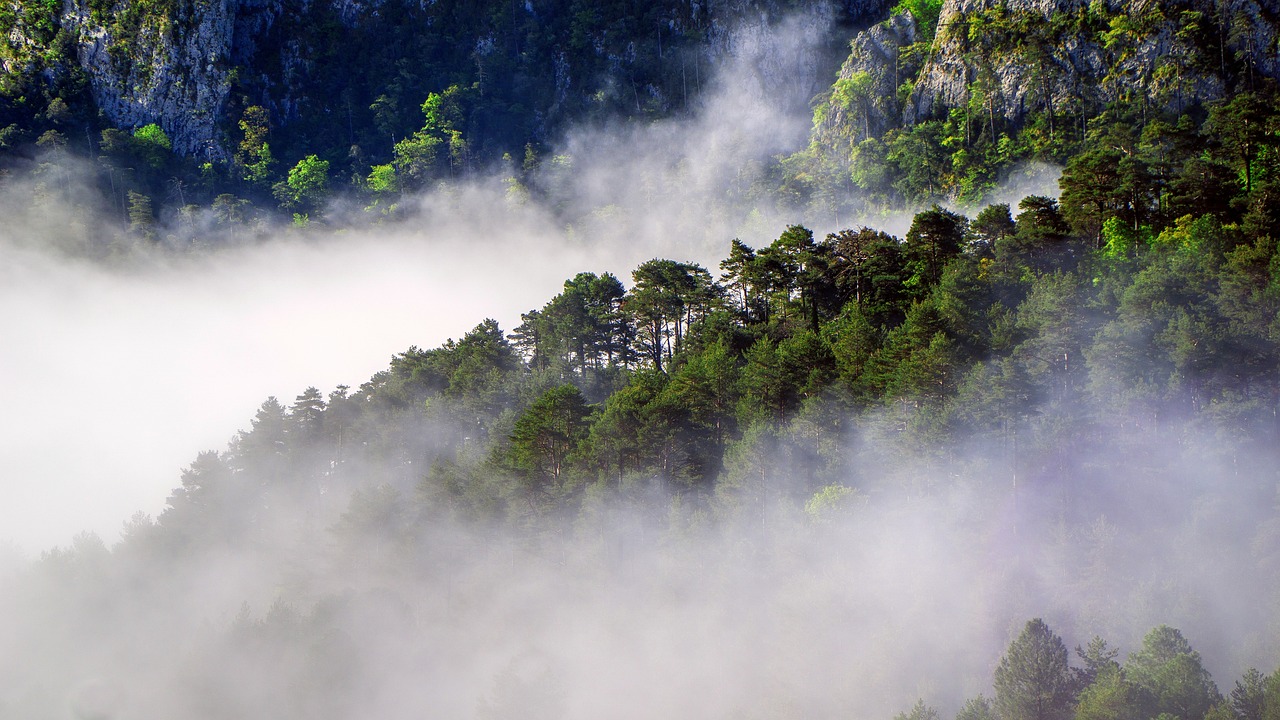 La foresterie : un acteur majeur dans l’émission de gaz à effet de serre, petite ou grande?