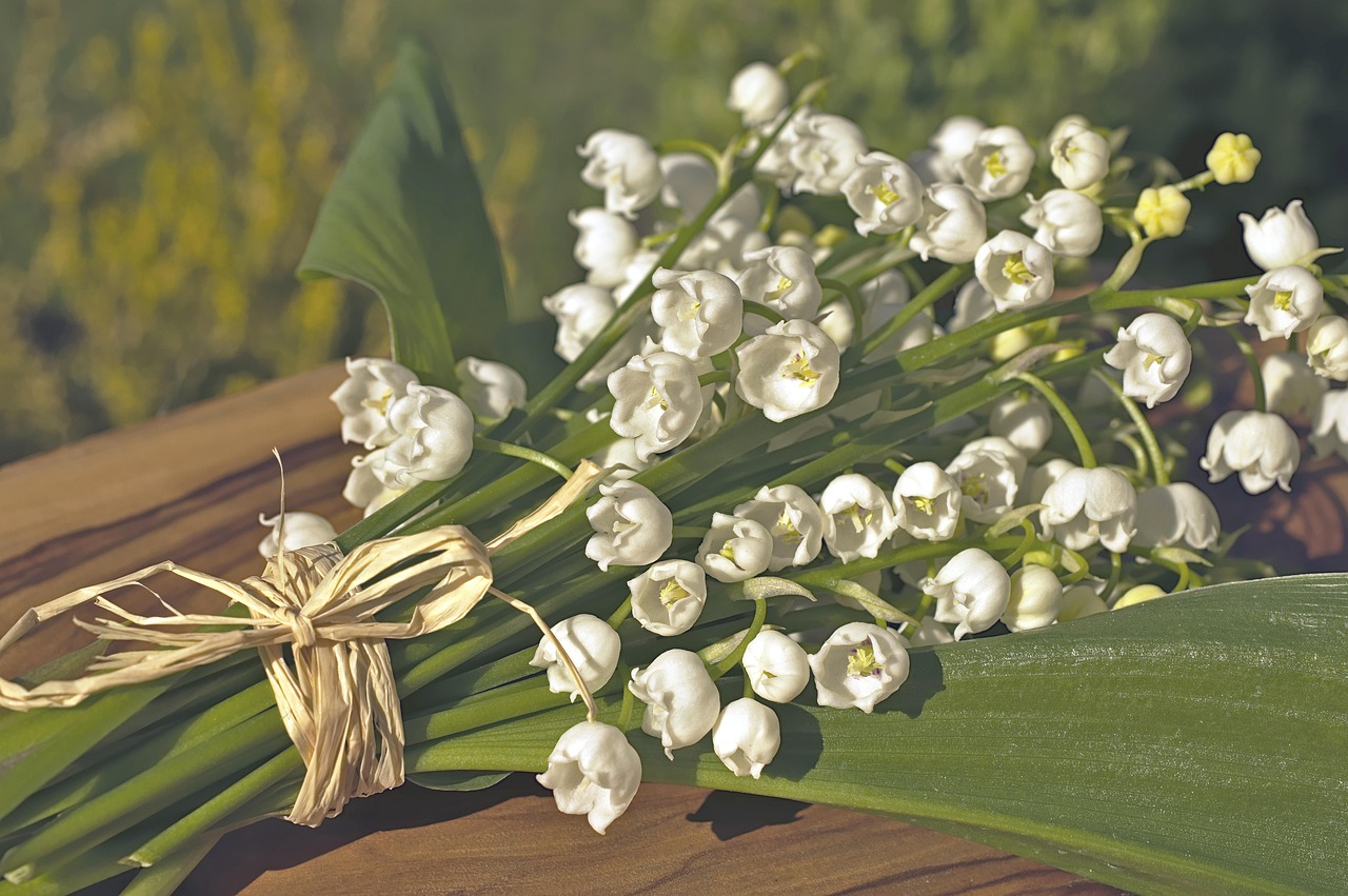 Muguet du 1er mai : découvrez comment un grossiste marnais brave le réchauffement pour maintenir la tradition vivante