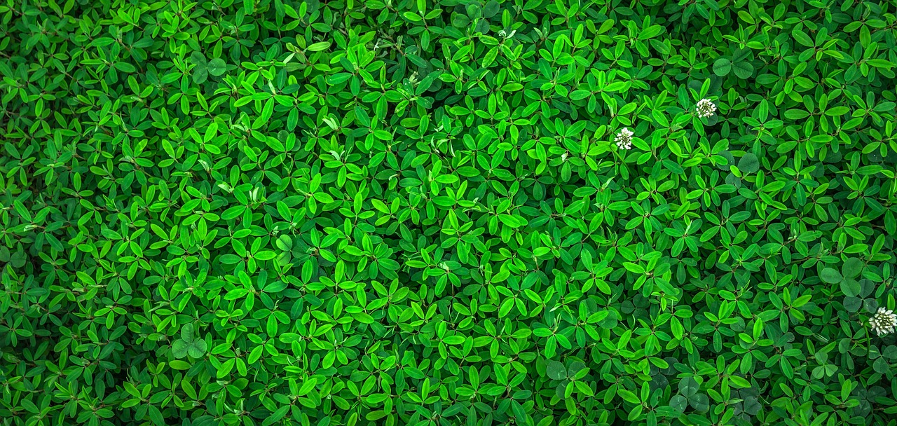 Isolation thermique écologique : Solutions naturelles et performantes pour un habitat sain
